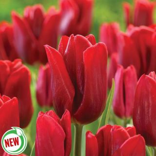 Ruby Prince Tulip Thumbnail